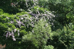 Clytostoma callistegioides